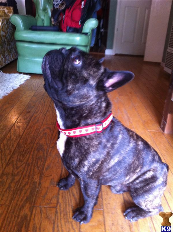 Stud Dogs - French Bulldog