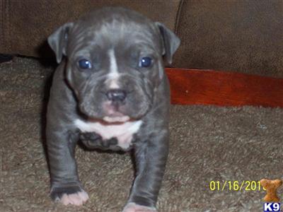 American Staffordshire Terrier Puppies for Sale