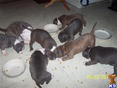 American Staffordshire Terrier Puppies for Sale