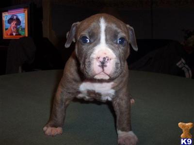 American Staffordshire Terrier Puppies for Sale
