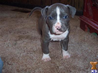 Puppies in IL