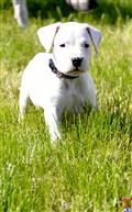 Dogo Argentino