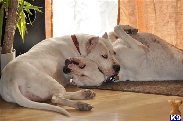 Dogo+argentino+puppies+for+sale+in+texas