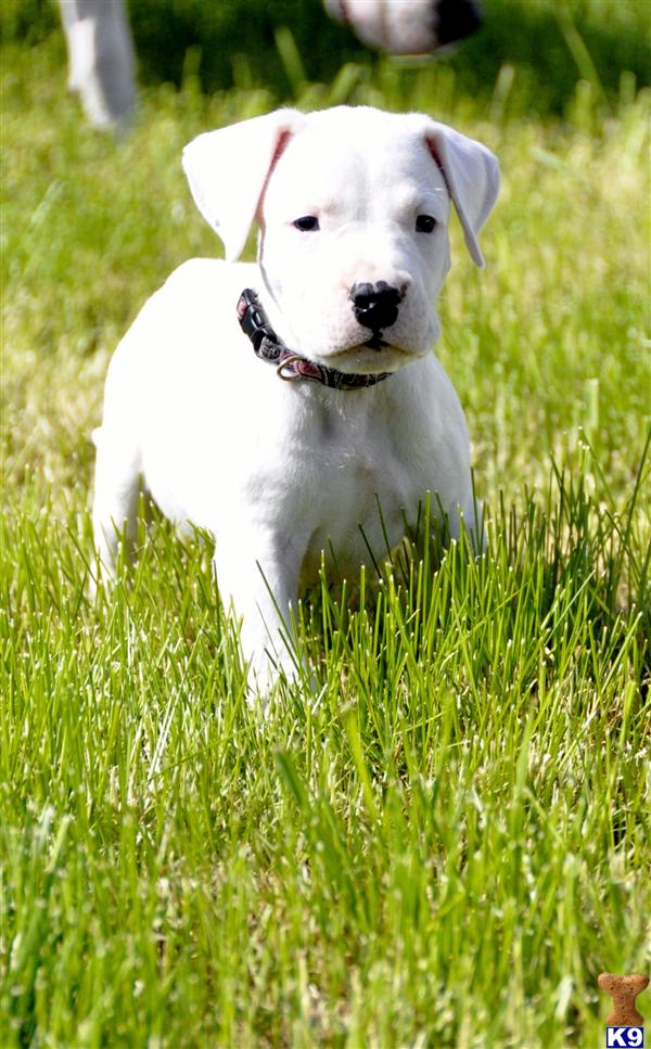 Puppies in IL