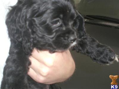 Cocker Spaniel Puppies for Sale