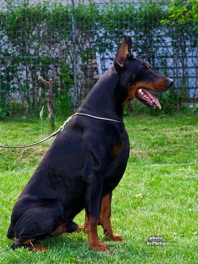 Doberman Pinscher Puppies in TX