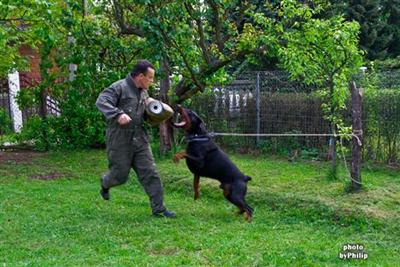 Doberman Pinscher Puppies in TX