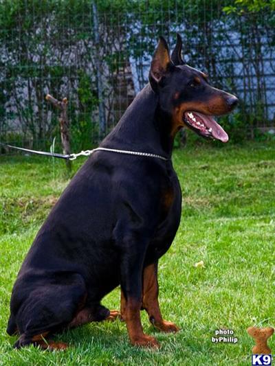 Doberman Pinscher Puppies in TX