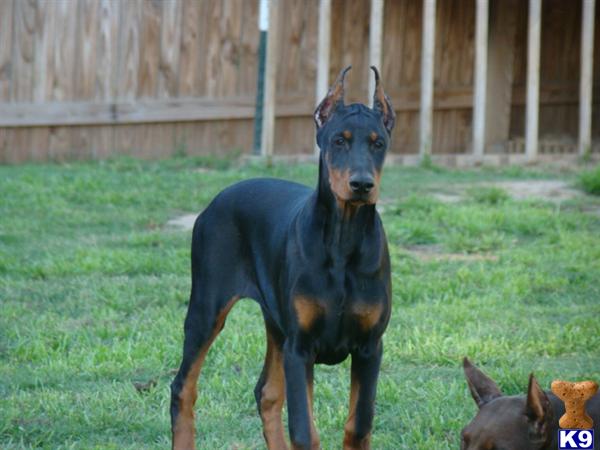 Doberman Pinscher Puppies in TX