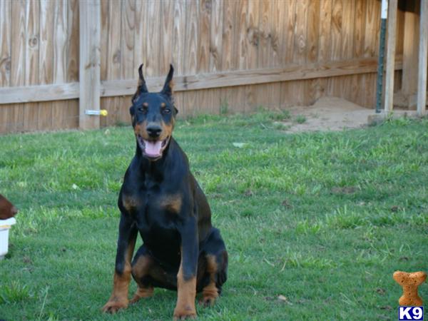 Doberman Pinscher Puppies in TX