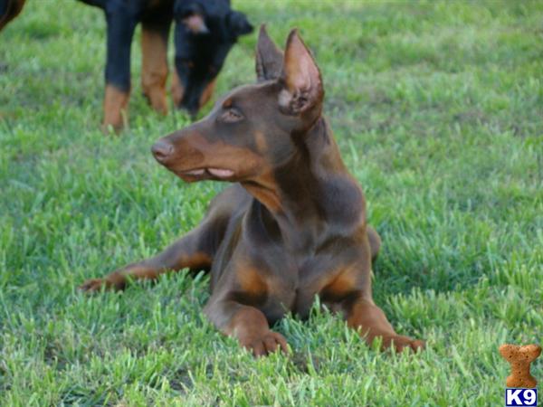 Doberman Pinscher Puppies in TX