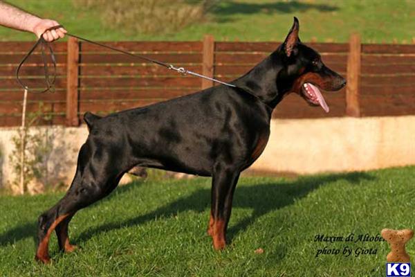 Doberman Pinscher Puppies in TX