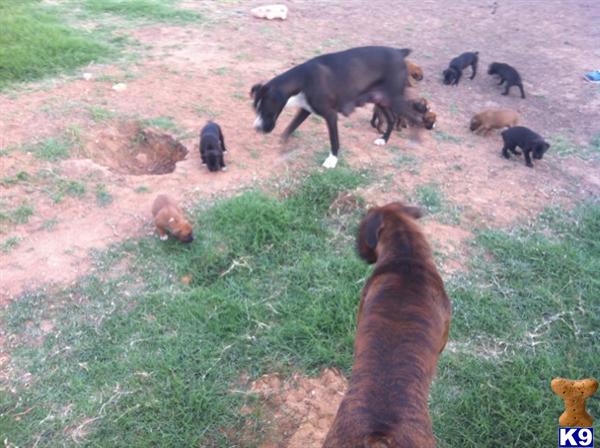 Boxer Puppies in TX