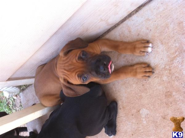 Boxer Puppies in TX