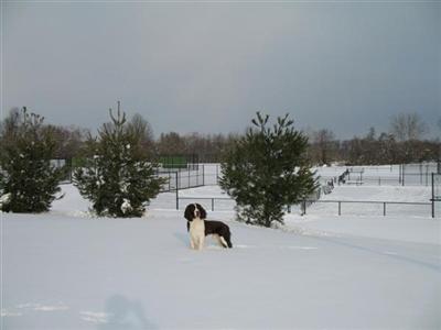 Stud Dogs - English Springer Spaniel