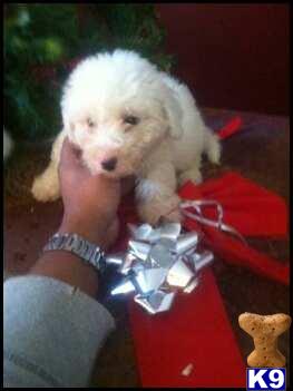 Bichon Frise Puppies