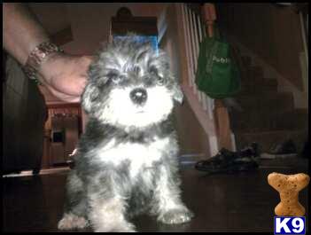 Miniature Schnauzer Puppies