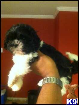 Puppies in Atlanta
