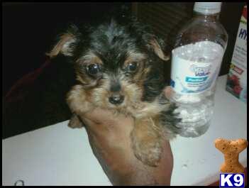 Puppies in Atlanta
