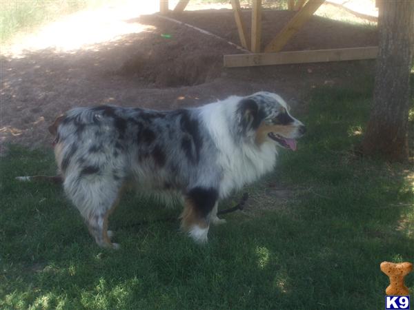 Stud Dogs - Australian Shepherd