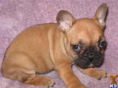 Puppies in Staten island
