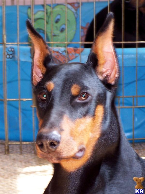 Doberman Pinscher Puppies in doberman puppies for sale. Doberman Pinscher Puppies in