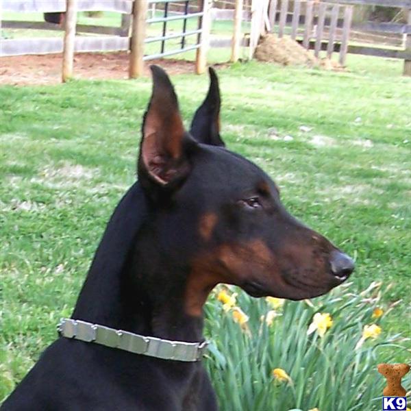 doberman puppies for sale in va document moved doberman puppies for sale in va document moved