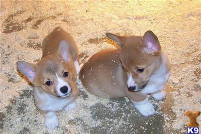 Pembroke Welsh Corgi Puppies for Sale