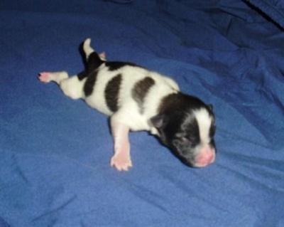 Puppies for Sale