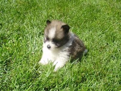 Puppies in WI