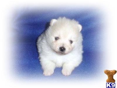 Puppies in WI