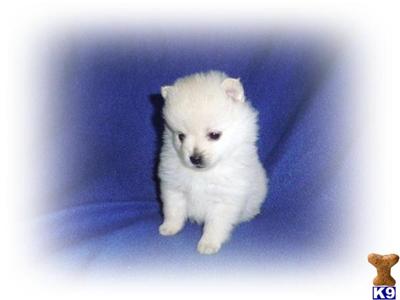 Puppies in WI