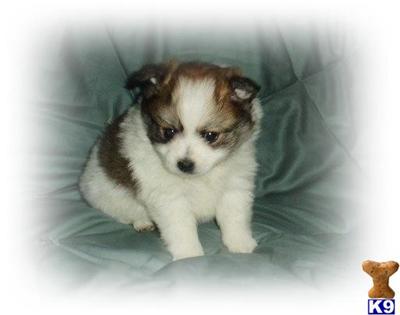 Pomeranian Puppies for Sale