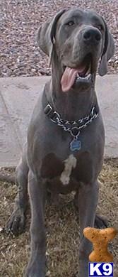 Stud Dogs in CO