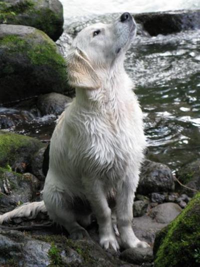 Stud Dogs in OR