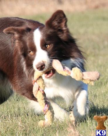 Stud Dogs - Border Collie