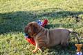 Dogue De Bordeaux