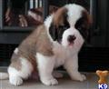 Saint Bernard