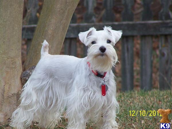 Female Dogs