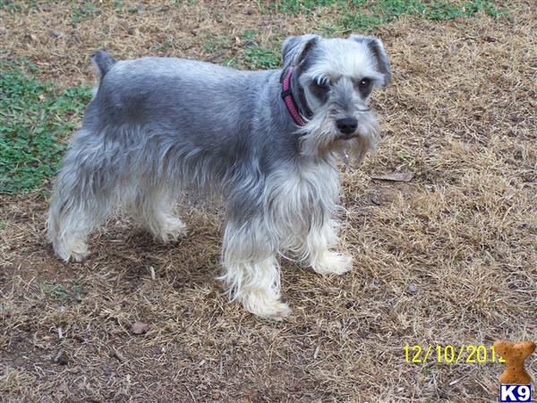 Stud Dogs - Miniature Schnauzer
