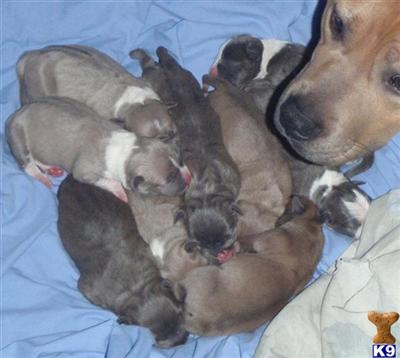 Puppies in KY