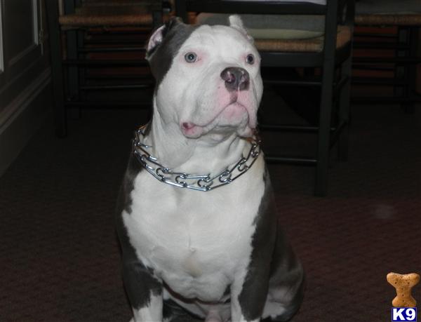 Stud Dogs in NY