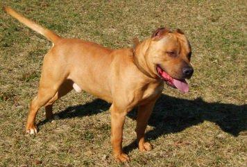 Stud Dogs in MI