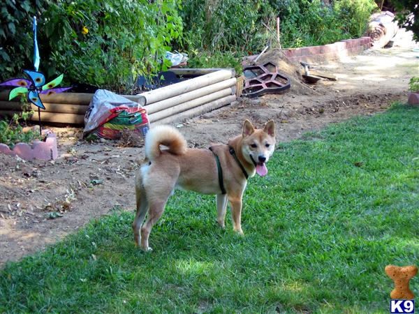Stud Dogs - Shiba Inu