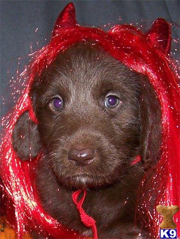 Puppies in VA