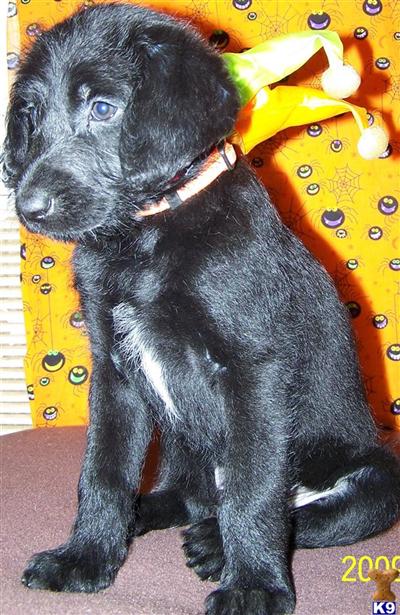 Puppies in VA