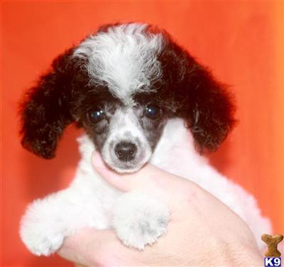 Poodle Puppies for Sale