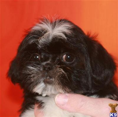 Puppies for Sale