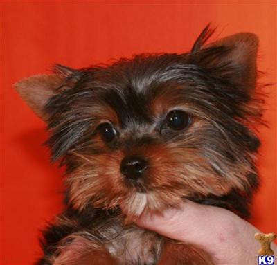 Yorkshire Terrier Puppies for Sale