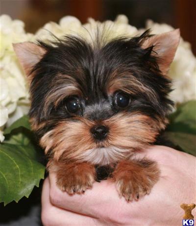 Yorkshire Terrier Puppies for Sale